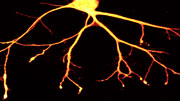Eine Nervenzelle